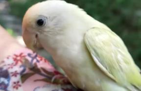 鳥兒該不該系繩？